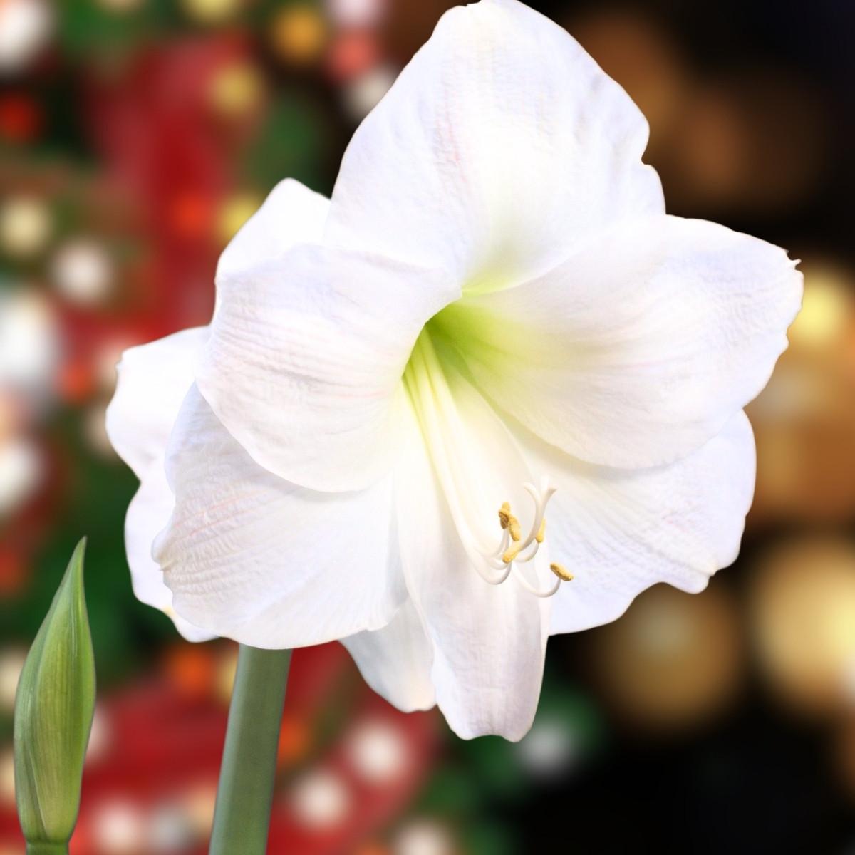 Amaryllis Galaxy Maria Goretti 24/26 | Leo Berbee Bulb Company
